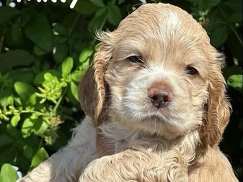 Adriana's Cocker Spaniels