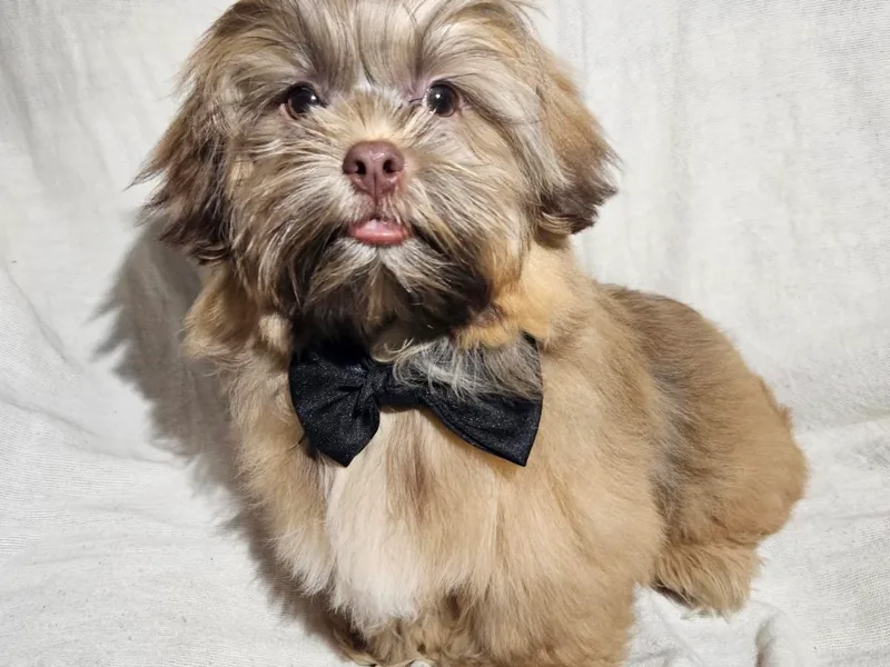 Adrianas Beautiful Shitzu’s