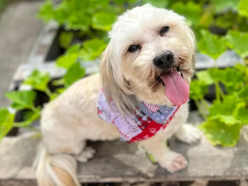 Adriane’s Havanese