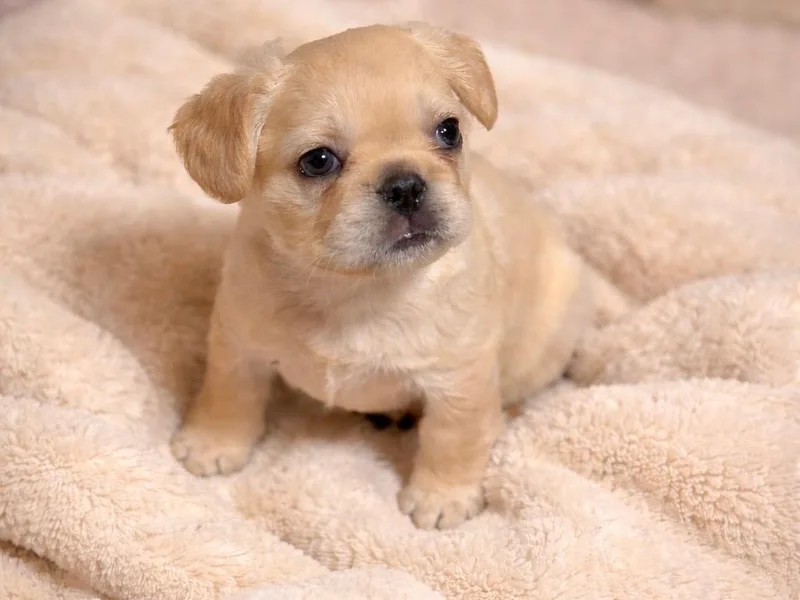 Adriel's French Bulldogs