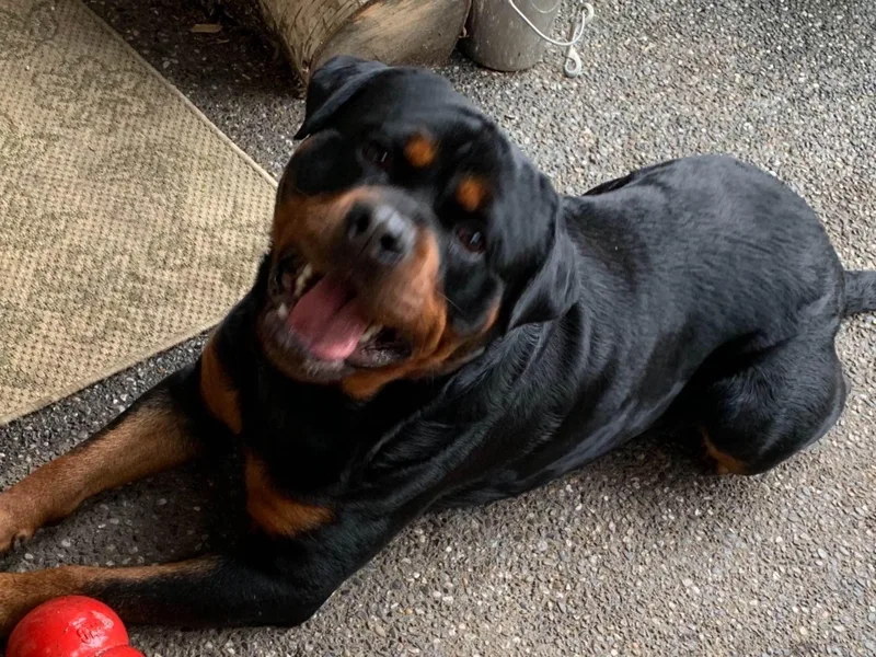 ADRK Imported German Rottweilers