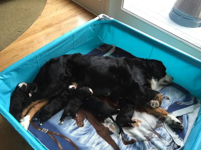 Advent Bernese Mountain Dog