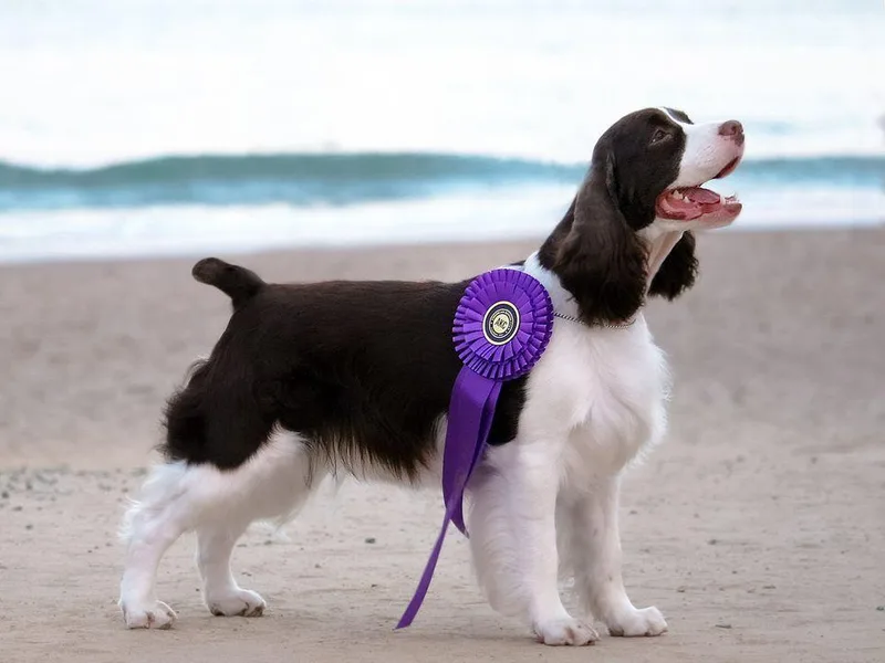 Advent English Springer Spaniels