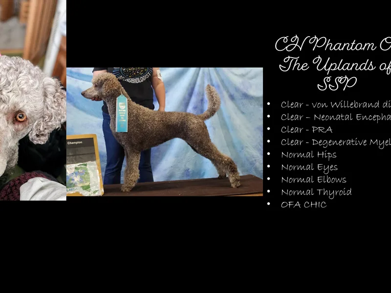 Adventure Abounds Standards