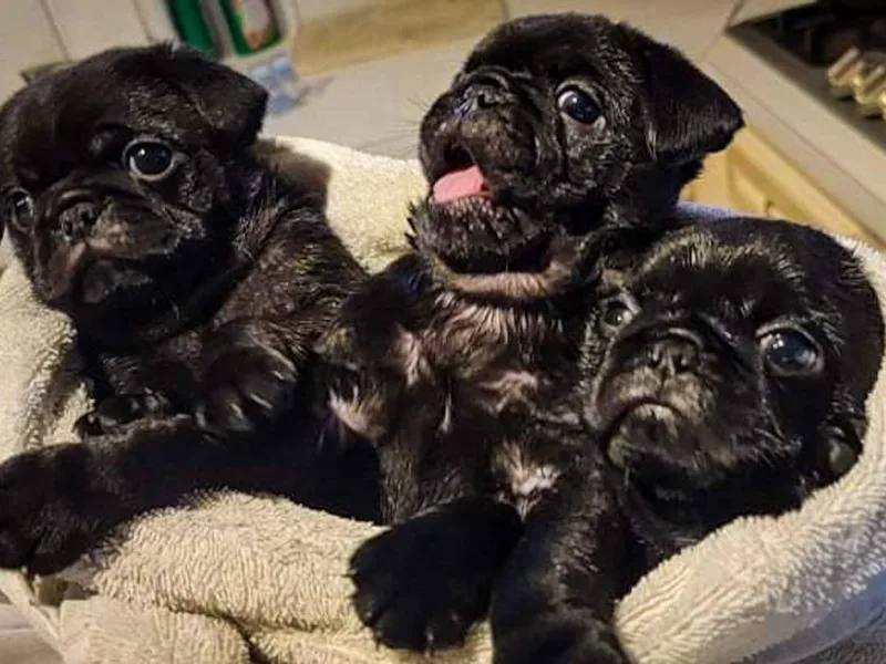 Adventure Pug Breeding