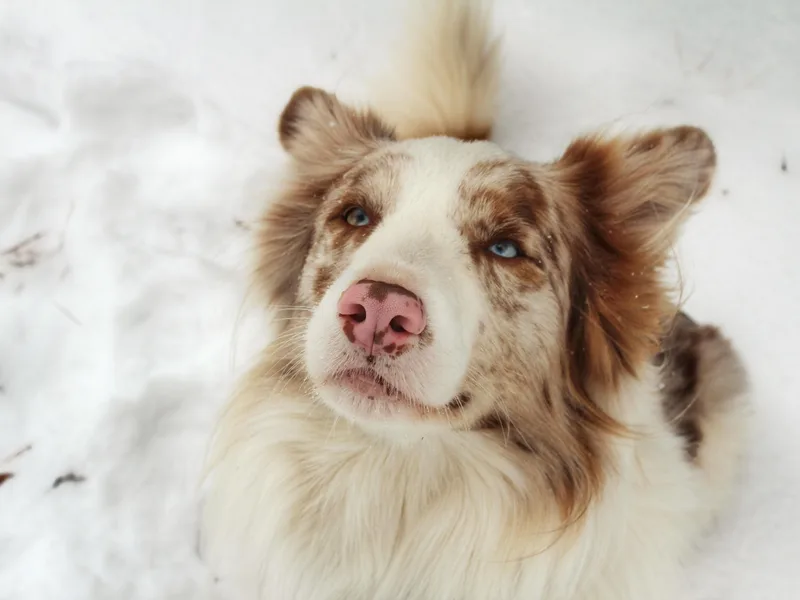 Adventure5 Border Collies