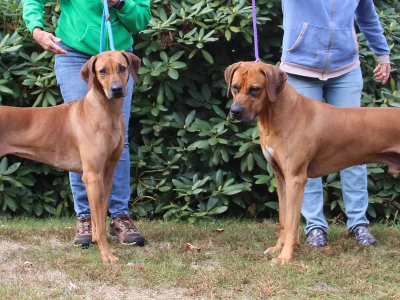 Adwera Rhodesian Ridgebacks photo 1