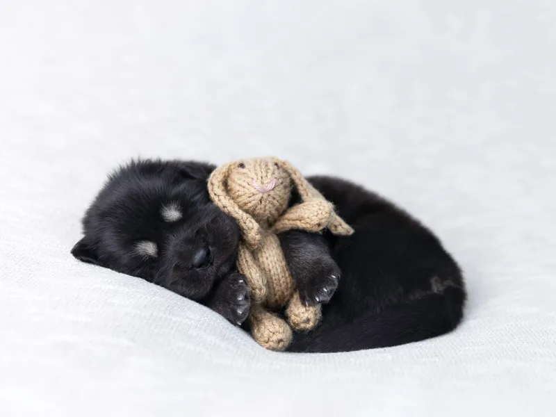 Adynasty Tibetan Mastiffs photo 1