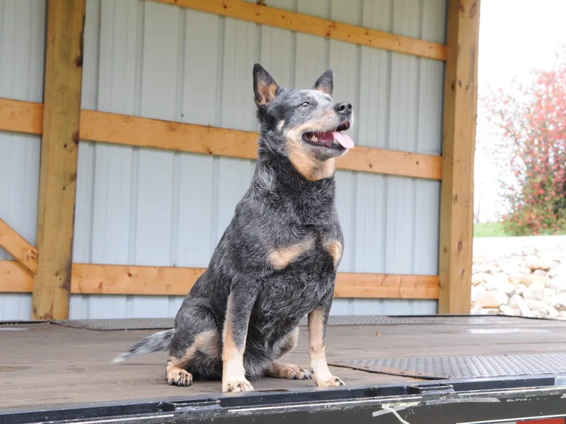 AE's aka Aunt Ellen's