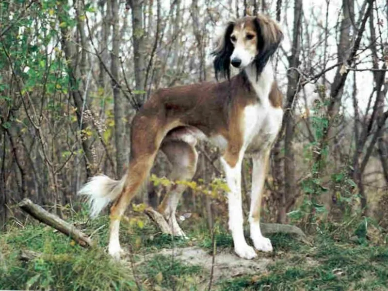 Aeolus Salukis &amp; Whippets photo 1