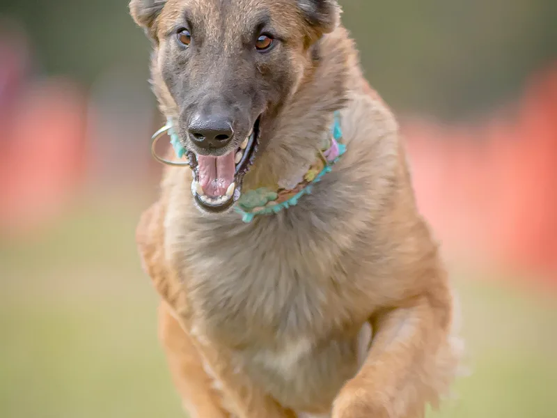 Aerglo Belgians photo 1