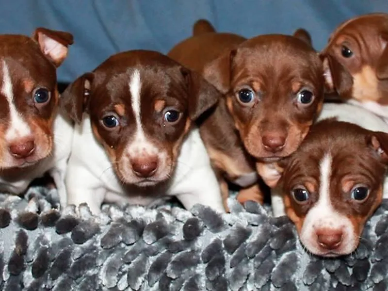 Aerie Ridge Teddy Roosevelt Terriers