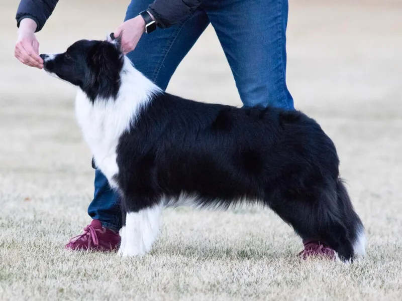 Aesir Border Collies