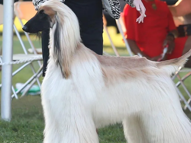 Afghan Hounds of High Kaliber