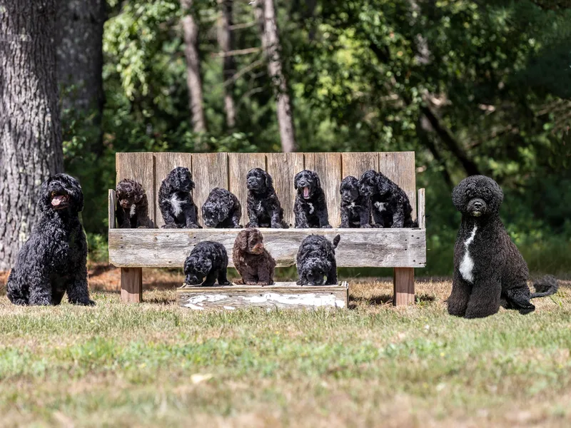 Afortunado Portuguese Water Dogs photo 1
