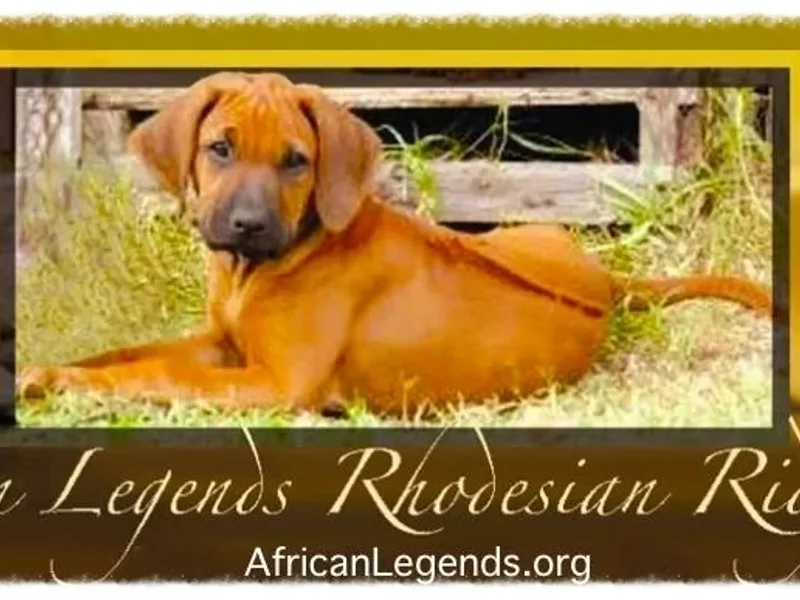 African Legends Rhodesian Ridgebacks ~ Legendz
