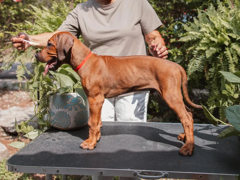 African Legends Rhodesian Ridgebacks