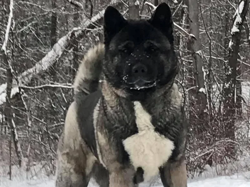 After Midnight Akitas photo 1