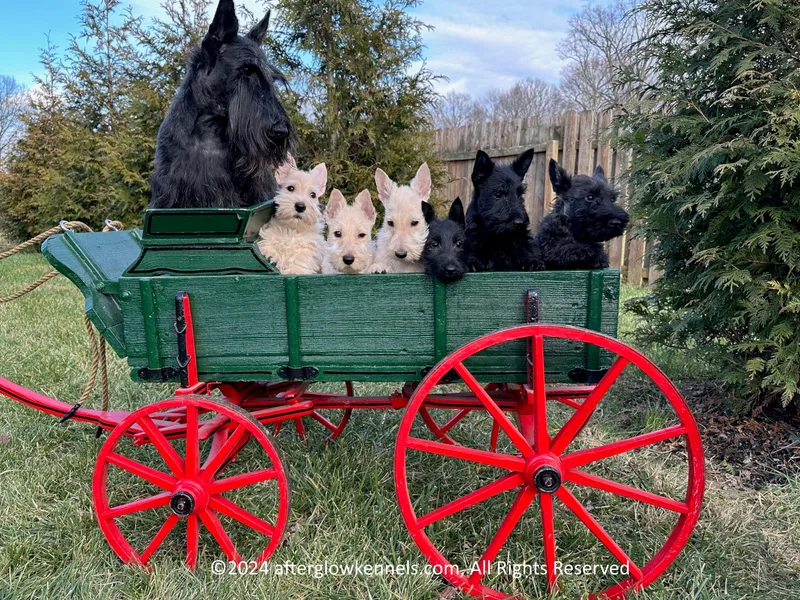 Afterglow Kennels, LLC photo 1