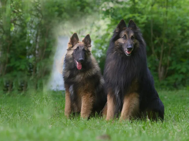 Aftershock Belgians photo 1