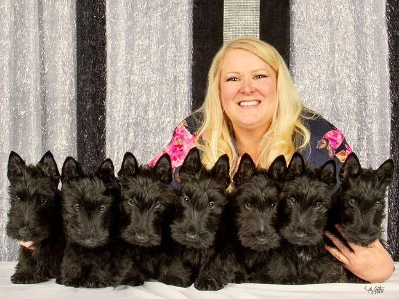 Afton Scottish Terriers photo 1