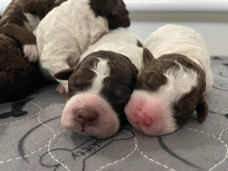 Agapē Lagotto Romagnolo photo 1
