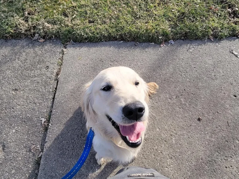 Agape Acres Golden Retrievers