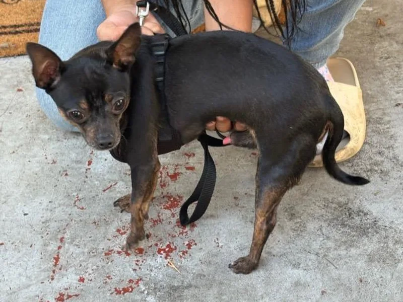 Agape Chihuahua