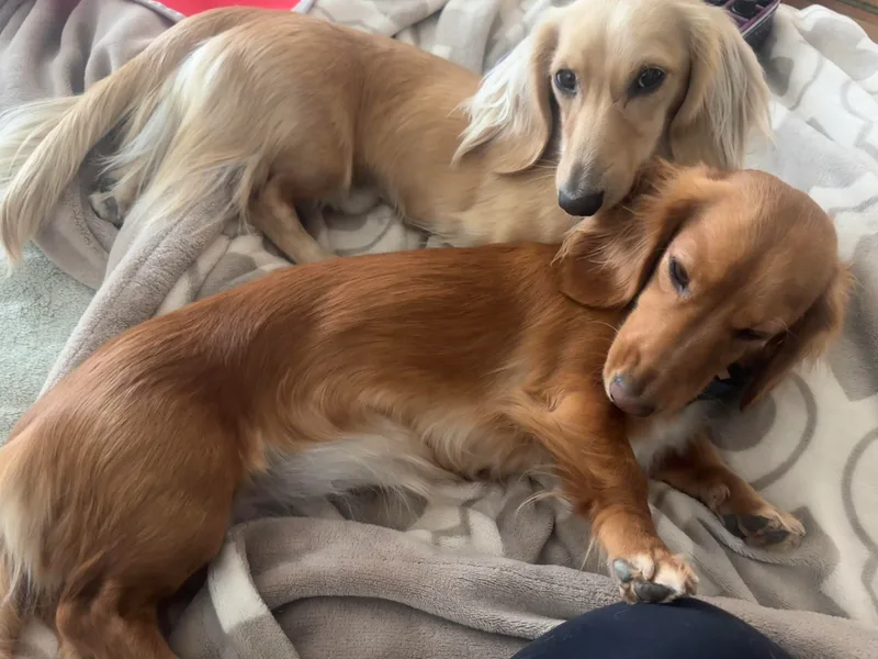 Agape Dachshunds