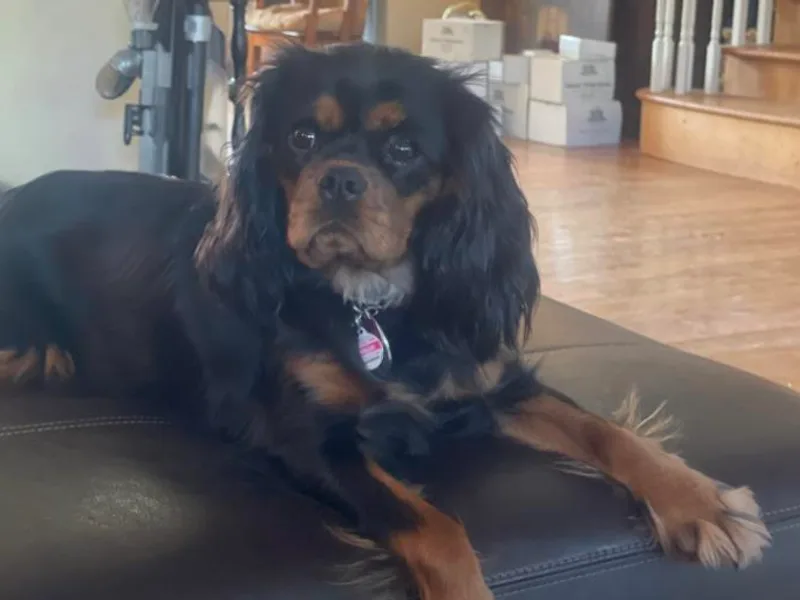 Agape Farm Cavaliers