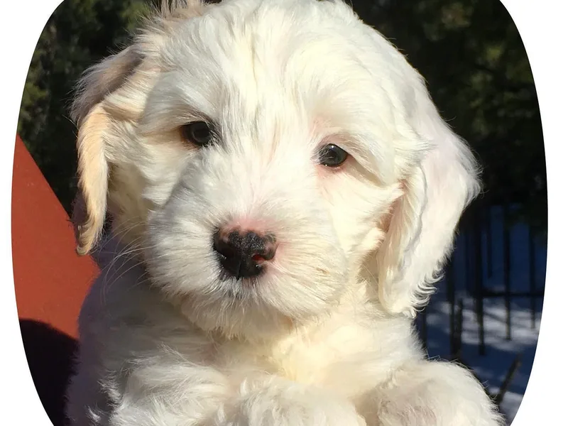 Agape Labradoodles photo 1