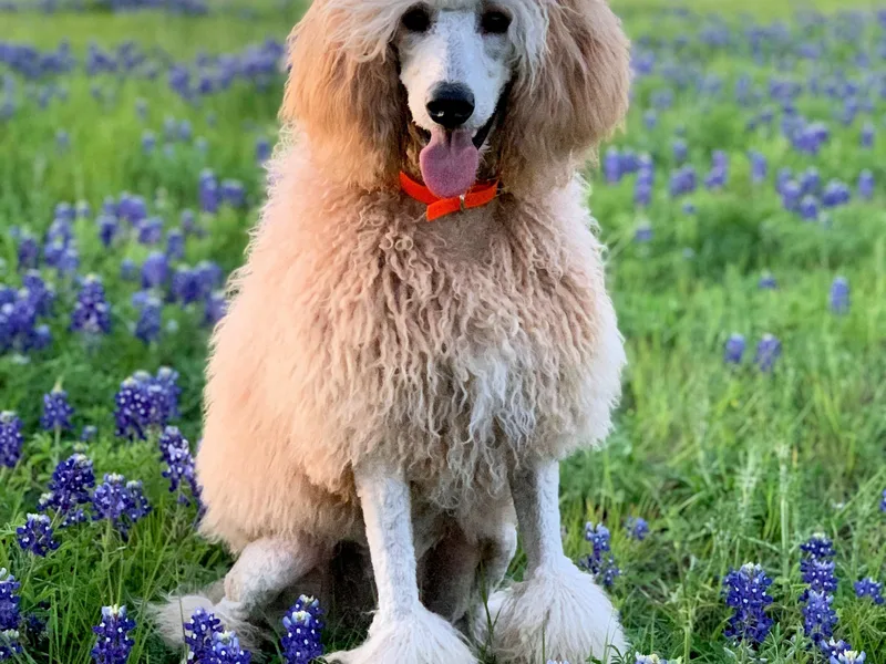 Agape Standard Poodles