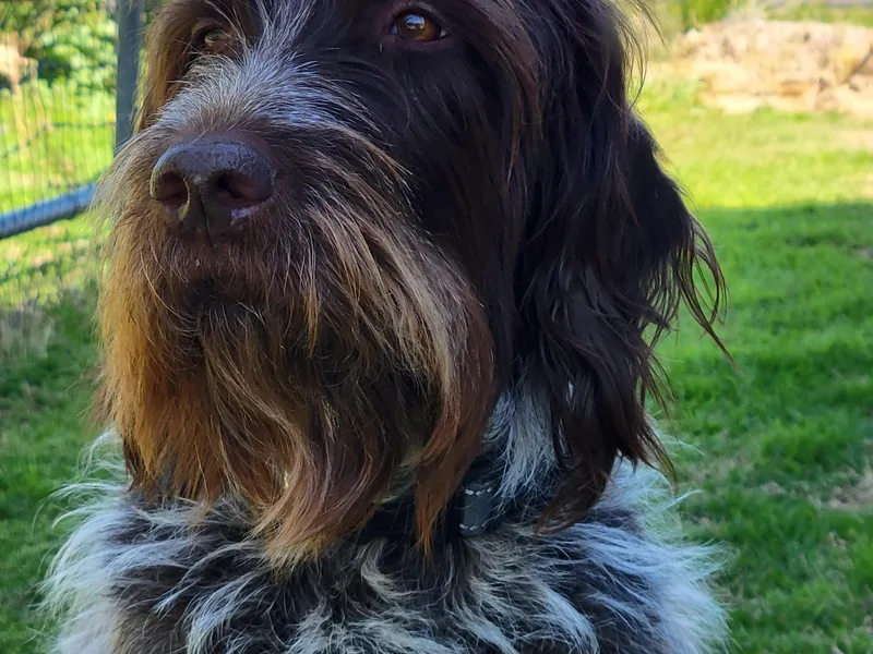 Agassiz Griffons Glendale AZ photo 1