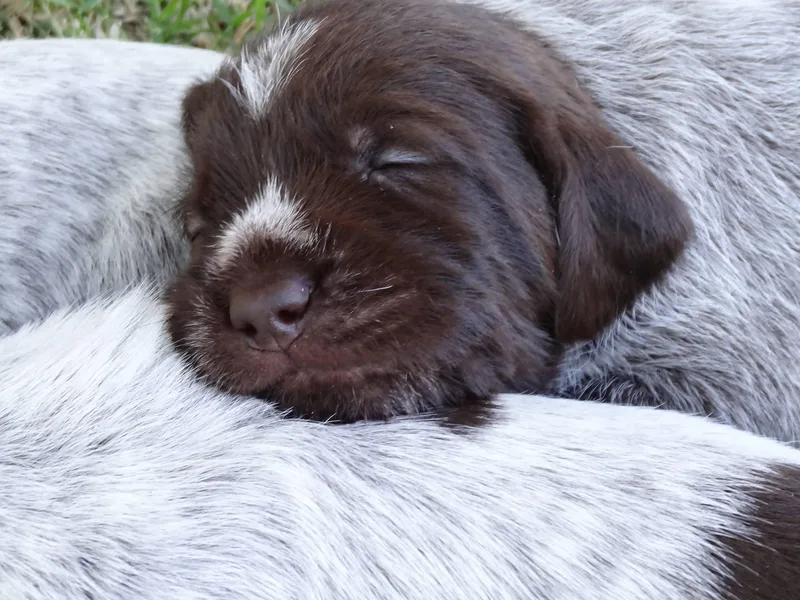 Agassiz Wirehaired Pointing Griffons photo 1