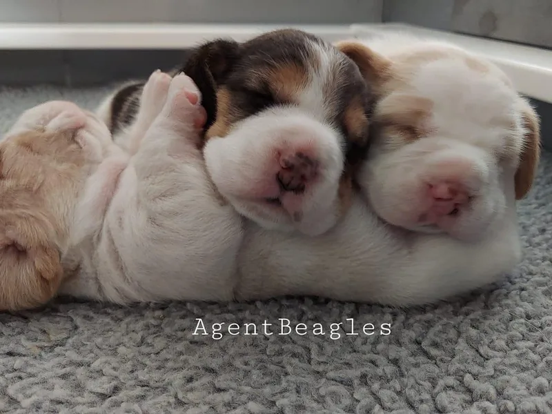 Agent Beagles