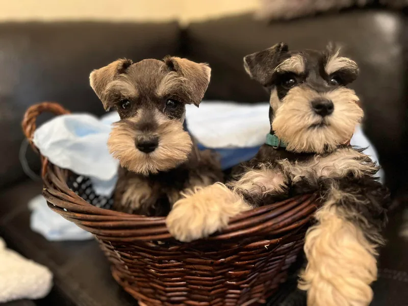 AGG Schnauzers of Texas