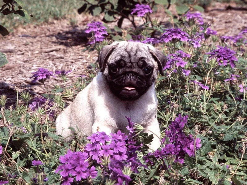 Agincourt Kennel photo 1