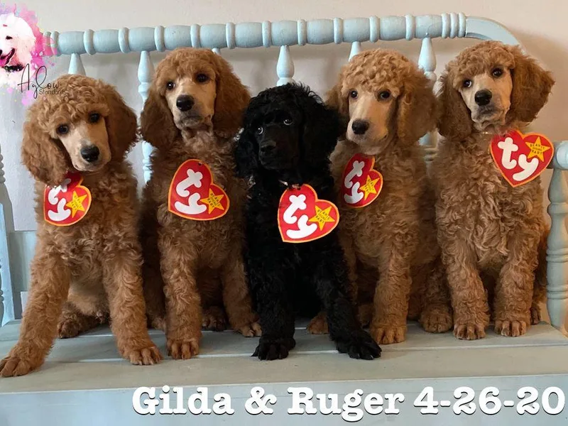 Aglow Standard Poodles
