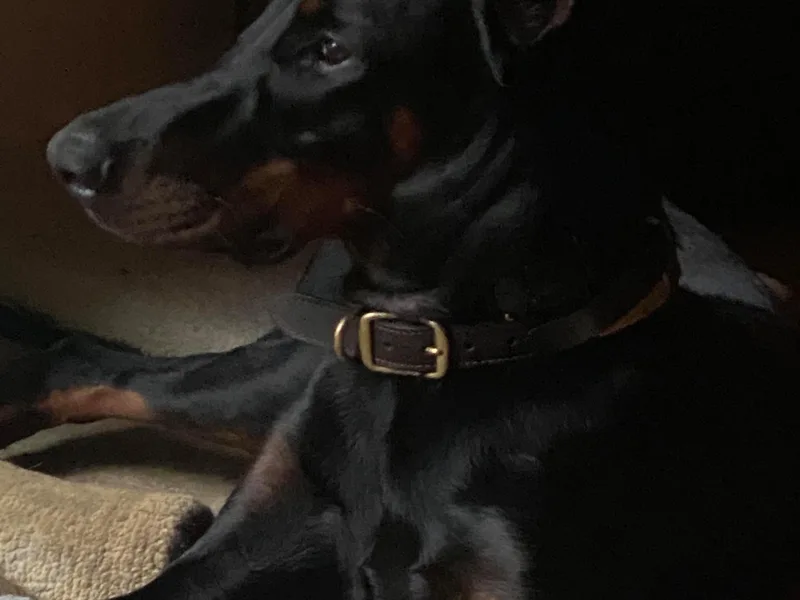 Agnes's Doberman Pinschers