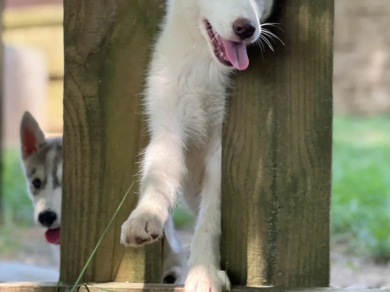 Agouti Run: Husky House LLC