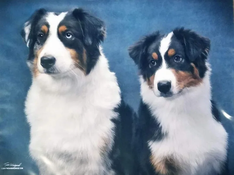 Agra Australian Shepherds