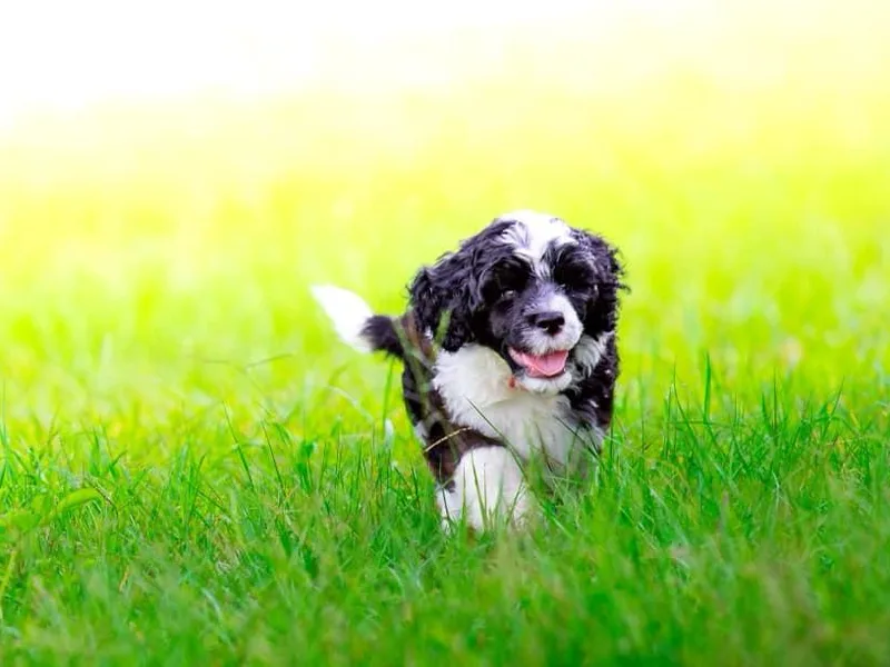 Aguas de Seda photo 1