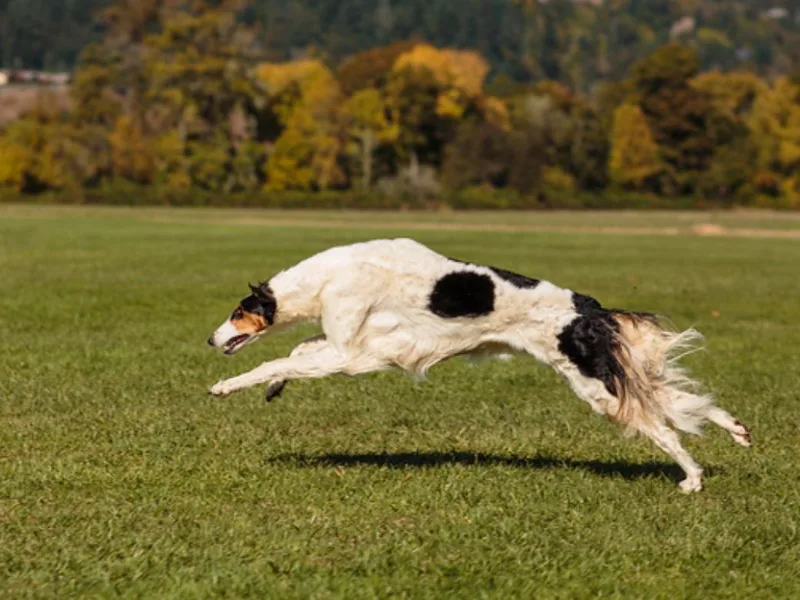Agust Borzoi photo 1