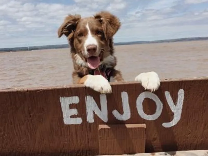 Ahava's Australian Shepherds