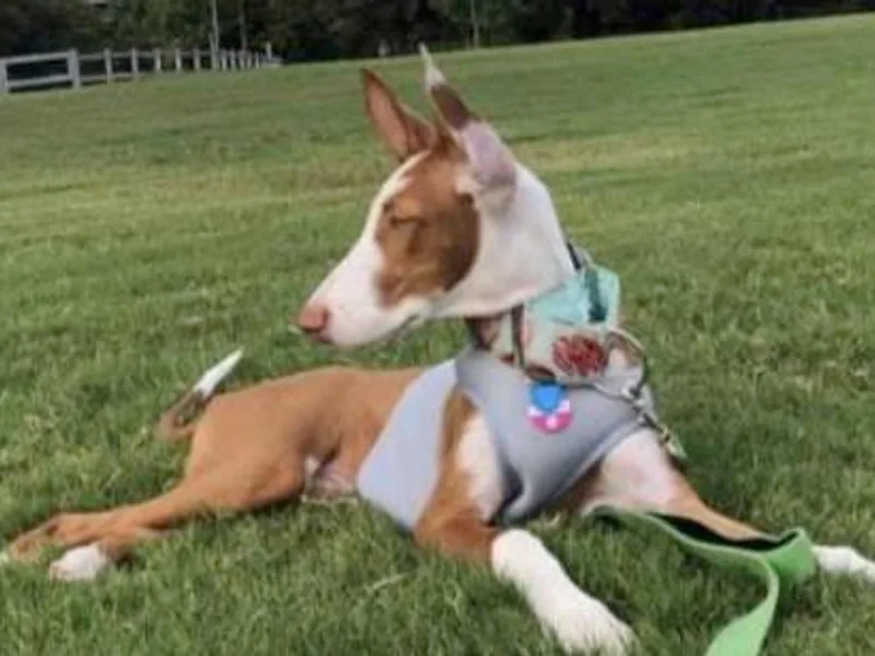 Ahram Ibizan Hounds and Manchester Terriers photo 1