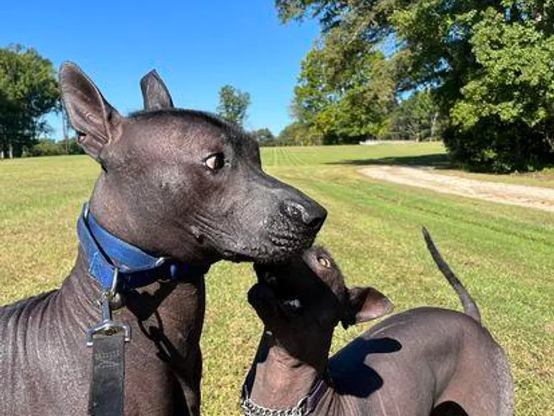 Ahuilaca Xoloitzcuintli photo 1