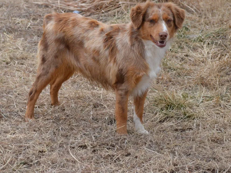 Aiken Switch Aussies photo 1