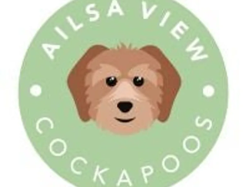 Ailsa View Cockapoo’s photo 1