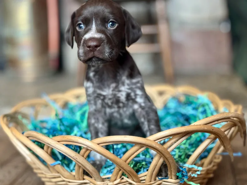 Aim High Airedales &amp; German Shorthaired Pointers photo 1
