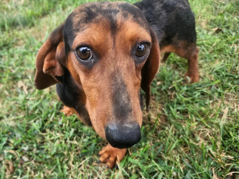 Aimee C. Doxies